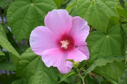 Big Hit Pink Hibiscus (Hibiscus 'Happa Pink') at Garden Treasures