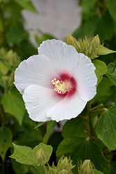 Big Hit White Hibiscus (Hibiscus 'Happa White') at Garden Treasures