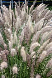 Fountain Grass (Pennisetum setaceum) at Garden Treasures