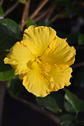 Yellow Hibiscus (Hibiscus rosa-sinensis 'Yellow') at Garden Treasures