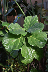 Fiddle Leaf Fig (Ficus lyrata) at Garden Treasures