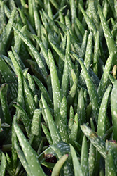 Aloe Vera (Aloe vera) at Garden Treasures