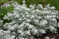 Silver Brocade Artemesia (Artemisia stelleriana 'Silver Brocade') at Garden Treasures