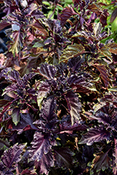 Purple Ruffles Basil (Ocimum basilicum 'Purple Ruffles') at Garden Treasures