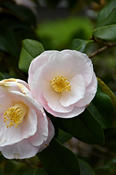April Blush Camellia (Camellia japonica 'April Blush') at Garden Treasures