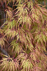 Orangeola Cutleaf Japanese Maple (Acer palmatum 'Orangeola') at Garden Treasures