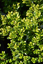 Little Missy Boxwood (Buxus microphylla 'Little Missy') at Garden Treasures