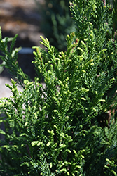 Radicans Japanese Cedar (Cryptomeria japonica 'Radicans') at Garden Treasures