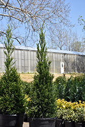 Radicans Japanese Cedar (Cryptomeria japonica 'Radicans') at Garden Treasures