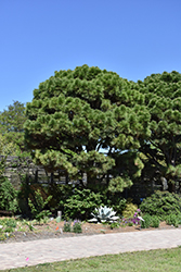Loblolly Pine (Pinus taeda) at Garden Treasures