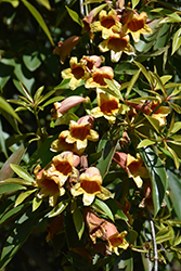 Cross Vine (Bignonia capreolata) at Garden Treasures