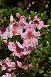 Encore Autumn Sunburst® Azalea (Rhododendron 'Roblet') at Garden Treasures