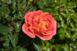 Coral Knock Out Rose (Rosa 'Radral') at Garden Treasures