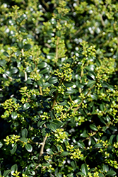Green Lustre Japanese Holly (Ilex crenata 'Green Lustre') at Garden Treasures