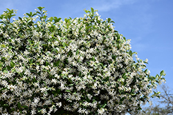 Madison Star-Jasmine (Trachelospermum jasminoides 'Madison') at Garden Treasures