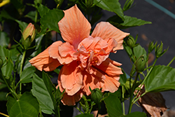 Double Peach Hibiscus (Hibiscus rosa-sinensis 'Double Peach') at Garden Treasures