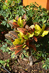 Variegated Croton (Codiaeum variegatum var. pictum) at Garden Treasures