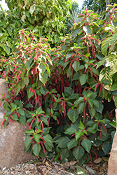 Firetail Chenille Plant (Acalypha hispida) at Garden Treasures