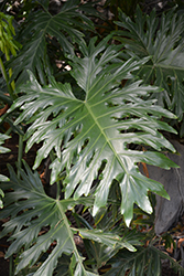 Tree Philodendron (Philodendron selloum) at Garden Treasures