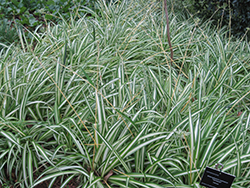 Variegated Spider Plant (Chlorophytum comosum 'Variegatum') at Garden Treasures