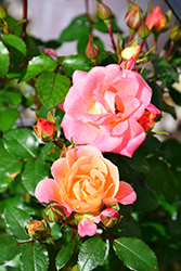 Peach Drift Rose (Rosa 'Meiggili') at Garden Treasures