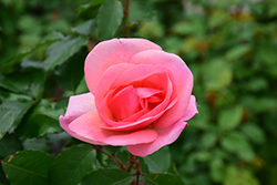 Peachy Knock Out Rose (Rosa 'Radgor') at Garden Treasures
