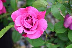 Heirloom Rose (Rosa 'Heirloom') at Garden Treasures