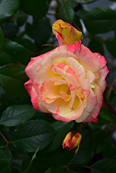 Chihuly Rose (Rosa 'Chihuly') at Garden Treasures