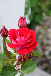 Take It Easy Rose (Rosa 'WEKyoopedko') at Garden Treasures
