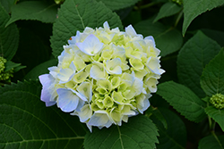 Nantucket Blue Hydrangea (Hydrangea macrophylla 'Grenan') at Garden Treasures