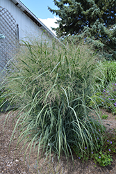Northwind Switch Grass (Panicum virgatum 'Northwind') at Garden Treasures