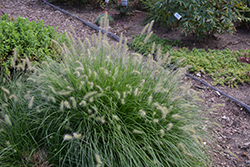 Little Bunny Dwarf Fountain Grass (Pennisetum alopecuroides 'Little Bunny') at Garden Treasures