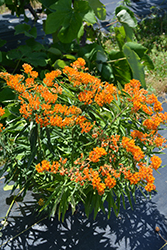 Butterfly Weed (Asclepias tuberosa) at Garden Treasures