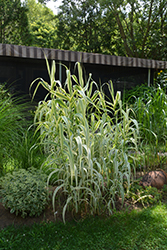 Peppermint Stick Giant Reed Grass (Arundo donax 'Peppermint Stick') at Garden Treasures
