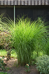 Gracillimus Maiden Grass (Miscanthus sinensis 'Gracillimus') at Garden Treasures