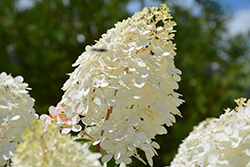 Vanilla Strawberry Hydrangea (Hydrangea paniculata 'Renhy') at Garden Treasures