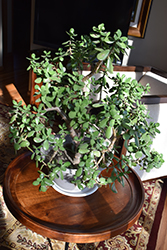 Jade Plant (Crassula ovata) at Garden Treasures