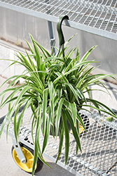 Variegated Spider Plant (Chlorophytum comosum 'Variegatum') at Garden Treasures