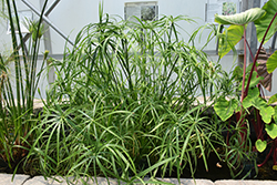 Umbrella Plant (Cyperus alternifolius) at Garden Treasures
