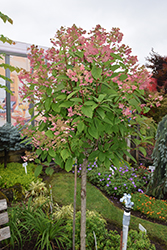 Quick Fire Hydrangea (tree form) (Hydrangea paniculata 'Bulk') at Garden Treasures