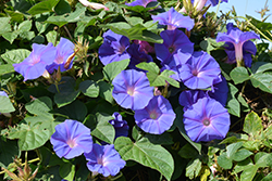 Heavenly Blue Morning Glory (Ipomoea tricolor 'Heavenly Blue') at Garden Treasures