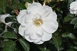 Iceberg Rose (Rosa 'Iceberg') at Garden Treasures