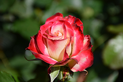 Cherry Parfait Rose (Rosa 'Cherry Parfait') at Garden Treasures
