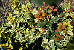 Variegated False Holly (Osmanthus heterophyllus 'Goshiki') at Garden Treasures