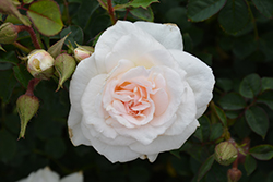 New Dawn Rose (Rosa 'New Dawn') at Garden Treasures