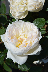 Bolero Rose (Rosa 'Meidelweis') at Garden Treasures