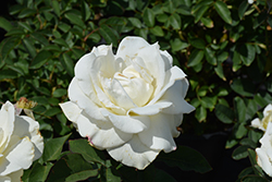 John F. Kennedy Rose (Rosa 'JFK') at Garden Treasures
