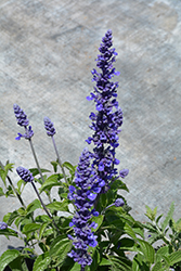 Mystic Spires Blue Sage (Salvia 'Balsalmisp') at Garden Treasures