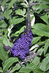 Pugster Blue Butterfly Bush (Buddleia 'SMNBDBT') at Garden Treasures