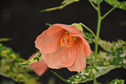 Variegated Flowering Maple (Abutilon pictum 'Thompsonii') at Garden Treasures
